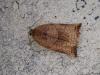 Archips podana